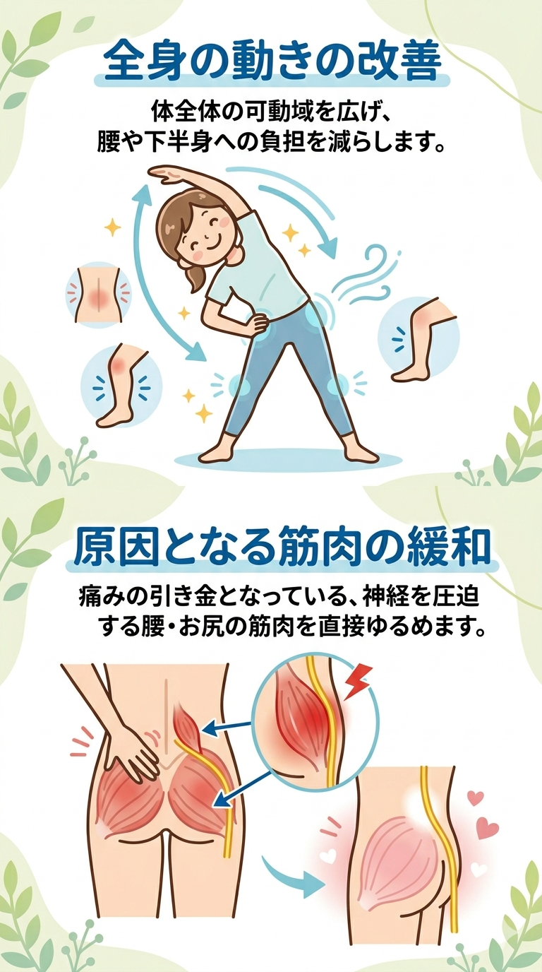 全身の動きの改善と腰・下半身の筋肉緩和の効果を説明するインフォグラフィック。ストレッチ図と筋肉緩和図を組み合わせている。